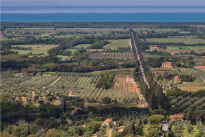 I Quaderni di WineNews - Bolgheri