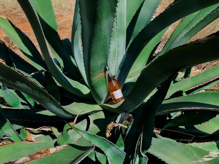 Le etichette d’autore firmate da Piero Percoco per Calafuria 