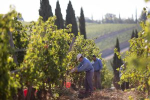 Le misure del Governo in aiuto al primario, la resilienza dell’agroindustria e la tenuta di Shengen