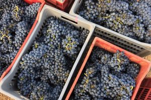 Piemonte: la vendemmia 2019, secondo enologi ed agronomi, è a “quattro stelle”