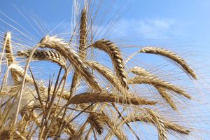 Barilla, 120.000 tonnellate in più di grano duro italiano nel 2020: intesa con le Politiche Agricole