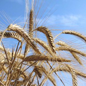 Grano duro italiano, chiesto un fondo straordinario contro il crollo dei prezzi