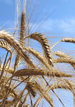 Grano duro italiano, chiesto un fondo straordinario contro il crollo dei prezzi