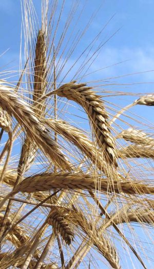 Grano duro italiano, chiesto un fondo straordinario contro il crollo dei prezzi