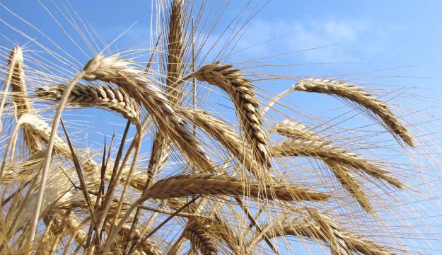 Grano duro italiano, chiesto un fondo straordinario contro il crollo dei prezzi
