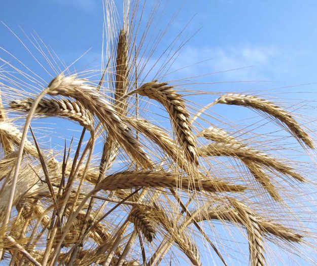 Grano duro italiano, chiesto un fondo straordinario contro il crollo dei prezzi