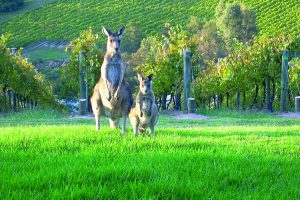 L’Australia, produttore di riferimento del Sud del mondo, ma anche Paese “assetato” di vini italiani
