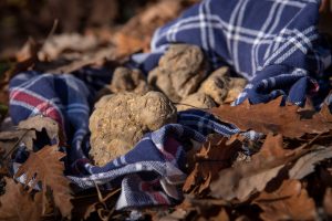 Il Tartufo Bianco di Alba, una gemma preziosa che ha imparato ad interagire con il mondo del vino