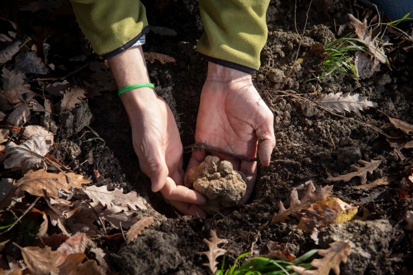  Il tartufo torna da protagonista sulle tavole degli italiani, per le feste