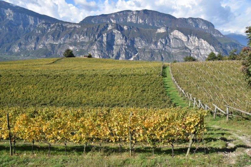 I vigneti del Trentino, tra le nomination italiane dei “Wine Enthusiast Wine Star Awards”