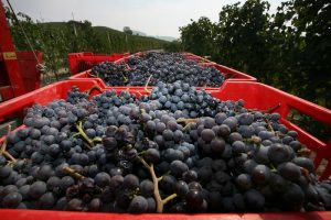 Langhe, giù la produzione (-10%), su l’imbottigliato di Barolo (+9%), Barbaresco (+9%) e Langhe (+14