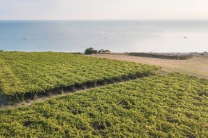 Pecorino e Passerina, Trebbiano e Montepulciano: l’Abruzzo punta sugli spumanti “autoctoni”
