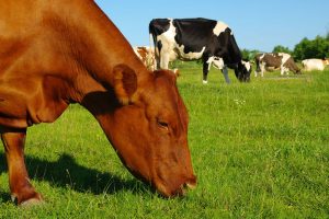 Il “benessere animale” in etichetta, per migliorare la filiera e consentire scelte più consapevoli Il “benessere animale” in etichetta, per migliorare la filiera e consentire scelte più consapevoli