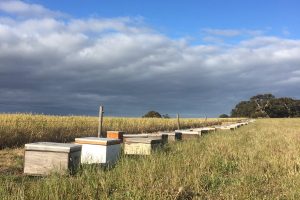 Sos e raccolta fondi degli apicoltori italiani per le api liguri immigrate nell&rsquo;Australia che brucia