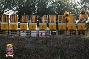 “Api in vigna”: le sentinelle dell’ambiente traslocano in cantina per difendere la biodiversità “Api in vigna”: le sentinelle dell’ambiente traslocano in cantina per difendere la biodiversità