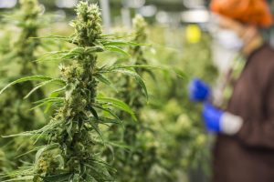 Dalla coltivazione della cannabis a scopo terapeutico 1,4 miliardi di reddito: lo stima Coldiretti Dalla coltivazione della cannabis a scopo terapeutico 1,4 miliardi di reddito: lo stima Coldiretti