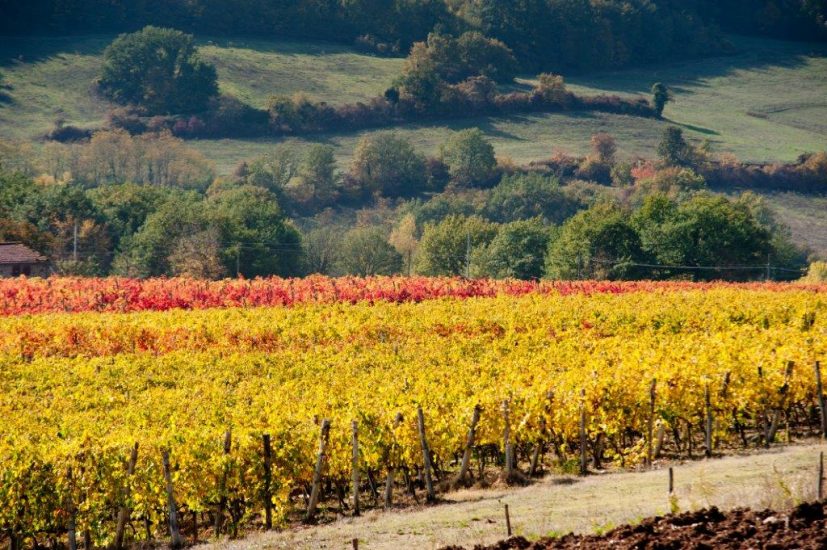 La Tenuta di Bossi e le cantine della famiglia Gondi teatro della storia di Marie de Labrugière 
