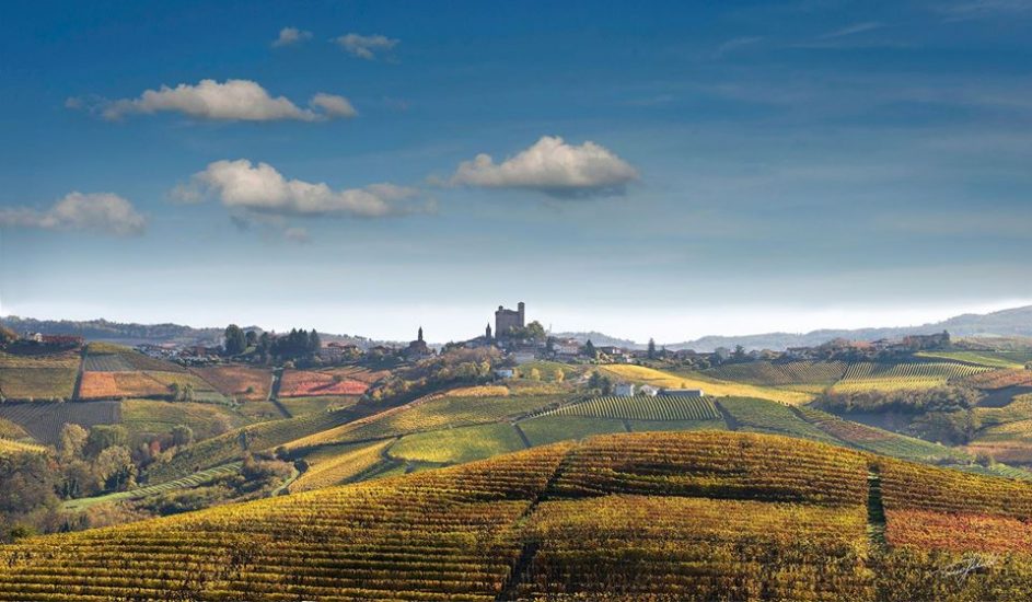 I vigneti delle Langhe, territorio del vino tra i più importanti del mondo
