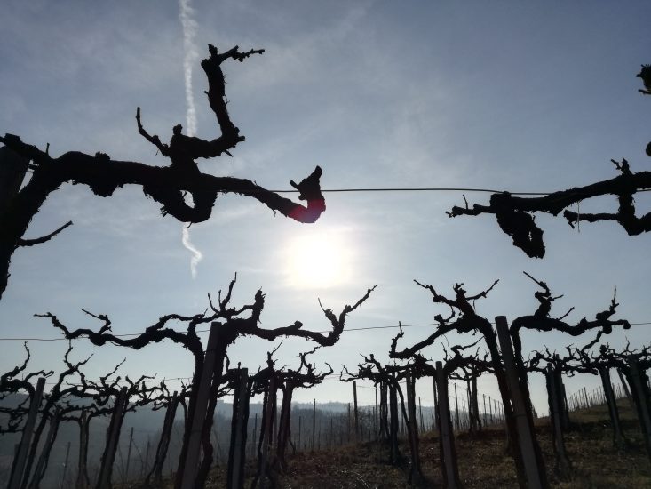 Vecchie vigne a riposto nelle Langhe