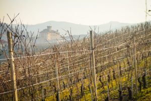 Nebbiolo Prima e Grandi Langhe 2020: Barolo, Barbaresco e Roero alla prova del clima Nebbiolo Prima e Grandi Langhe 2020: Barolo, Barbaresco e Roero alla prova del clima