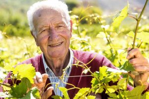 La Campania del vino saluto uno dei suoi pionieri: addio a Michele Moio, il “re” del Falerno