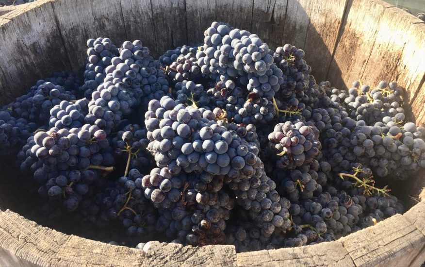 I grappoli di Sangiovese da cui nasce il Brunello di Montalcino