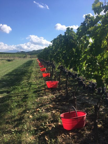 I filari di Sangiovese da cui nasce il Brunello di Montalcino