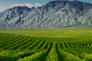 Alla scoperta del Ningxia, il territorio più vocato della viticoltura cinese
