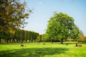 Pi&ugrave; alberi, giardini e parchi in citt&agrave; per combattere lo smog: l&rsquo;appello di Coldiretti