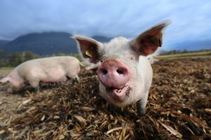 Peste suina, 10 tonnellate di carne dalla Cina potenzialmente pericolose sequestrate a Padova Peste suina, 10 tonnellate di carne dalla Cina potenzialmente pericolose sequestrate a Padova