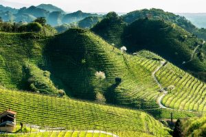 Prosecco, il futuro passa per lo stop ai nuovi impianti di Glera ed all’uso della chimica in vigna