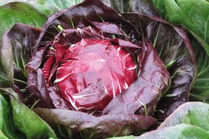 Radicchio di Chioggia
