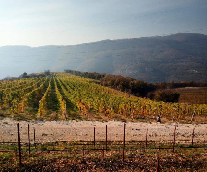 I vigneti di Santa Sofia