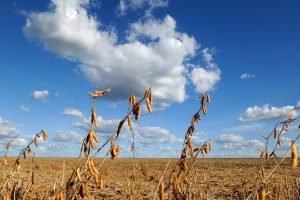 Il nuovo accordo tra Usa e Cina stravolge gli equilibri del commercio mondiale agricolo