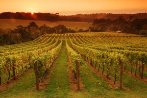 Effetto Ucraina, lievitano i costi per le aziende agricole: il comparto vino è quello più stabile