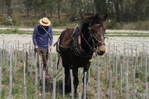 La vite a piede franco tra adattabilit&agrave; ai cambiamenti climatici e predisposizione all&rsquo;invecchiament