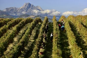 Montepulciano d’Abruzzo, il vino del Centro Sud più conosciuto in Usa e Germania Montepulciano d’Abruzzo, il vino del Centro Sud più conosciuto in Usa e Germania
