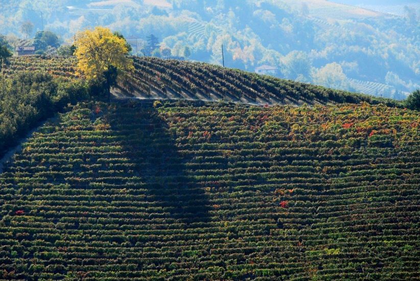 I vigneti delle Langhe, territorio del vino tra i più importanti del mondo