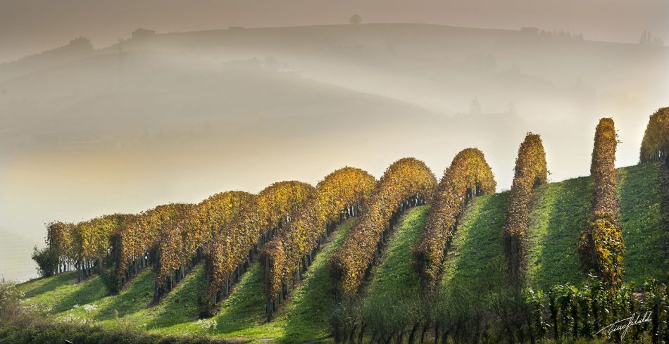 I vigneti delle Langhe, territorio del vino tra i più importanti del mondo