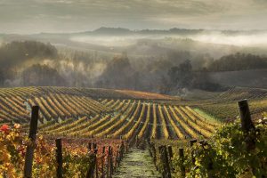 Il “riposo” delle Langhe, con il Barolo in cantina, guardando alla vendemmia 2022, e al futuro Il “riposo” delle Langhe, con il Barolo in cantina, guardando alla vendemmia 2022, e al futuro