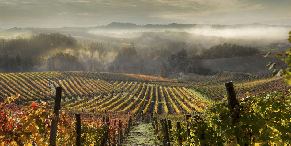 I vigneti delle Langhe, territorio del vino tra i più importanti del mondo