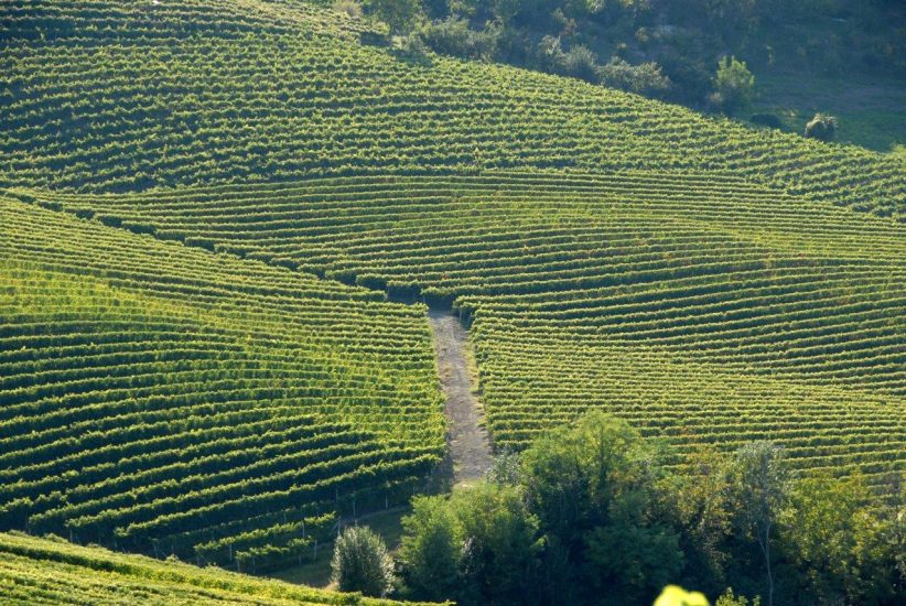I vigneti delle Langhe, territorio del vino tra i più importanti del mondo