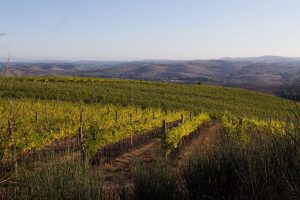 Il ritmo delle annate