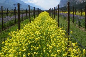 Nel 2023 la produzione di vino bio a quota 2 miliardi di bottiglie, Francia primo consumatore Nel 2023 la produzione di vino bio a quota 2 miliardi di bottiglie, Francia primo consumatore