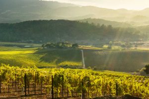 L’industria del vino Usa guarda al futuro tra paure e speranze: giù i consumi, su gli affari