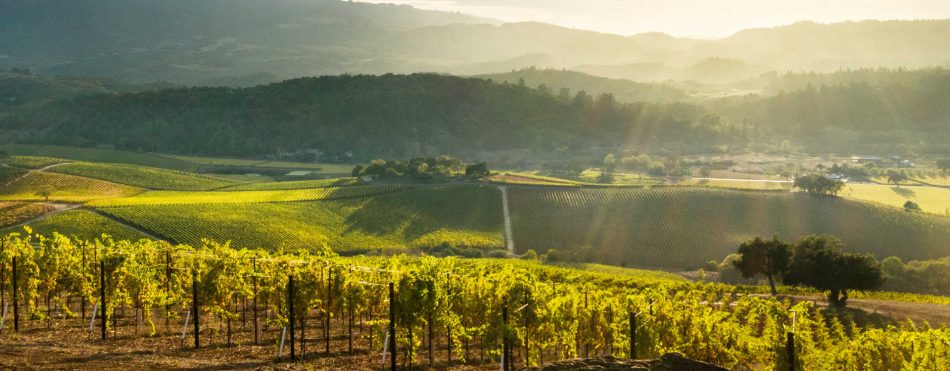 I vigneti della Napa Valley