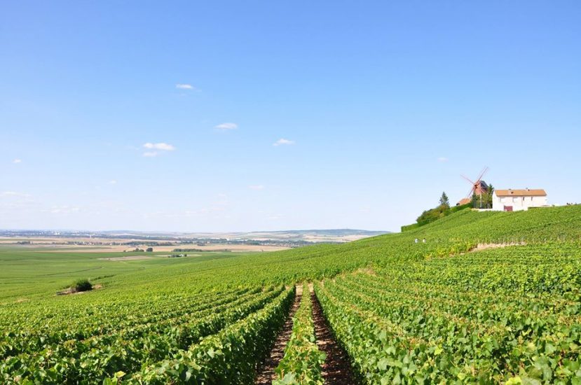 Spagna e Vino