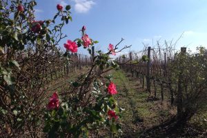 “Salva vigneti”: distillazione per 3 milioni di ettolitri, vendemmia verde per 30.000 ettari