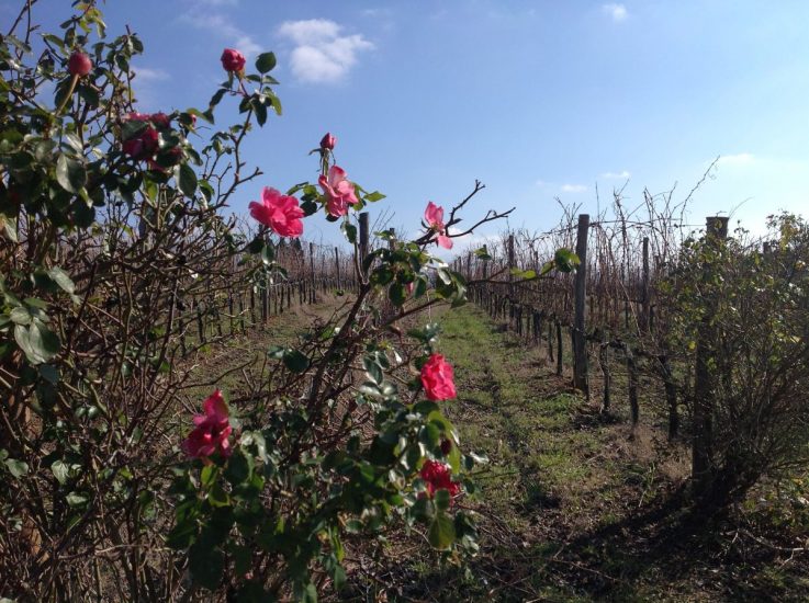 Le proposte di Coldiretti per salvare il vino italiano