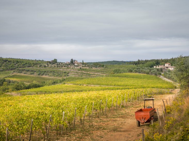 I vigneti del Chianti 